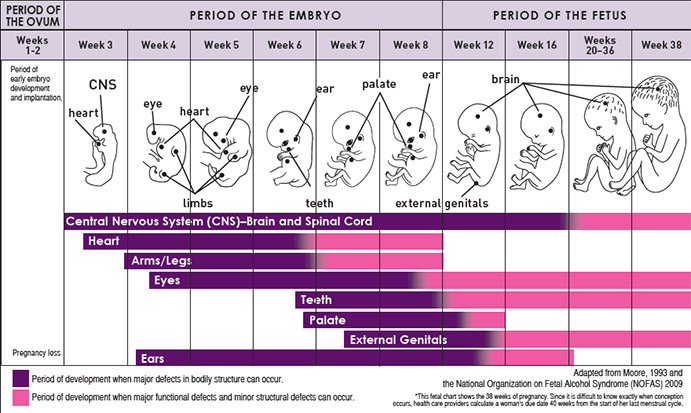 Alcohol Exposure and Phases of Embryo/Fetal Development